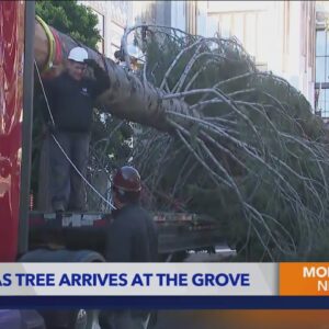 The iconic, massive Christmas tree arrives at The Grove