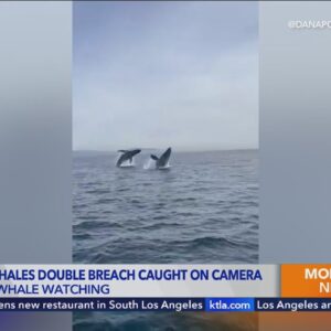 VIDEO: Whale watchers capture double humpback whale breach 