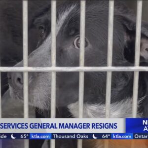 Head of L.A. Animal Services steps down amid understaffing, high euthanasia rates 