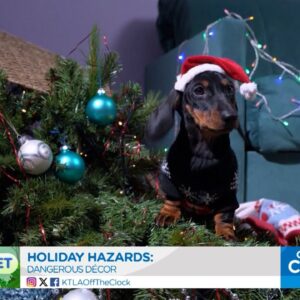 Ask the Vet: Holiday Hazards