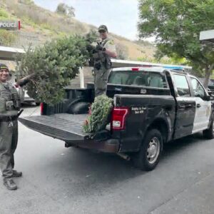 Santa Barbara man arrested for felony burglary after stealing Christmas tree