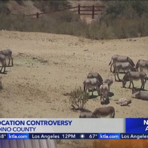 Burro relocation controversy in San Bernardino County