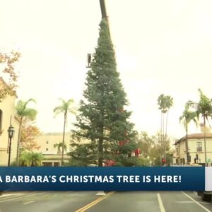 Christmas tree arrives in downtown Santa Barbara