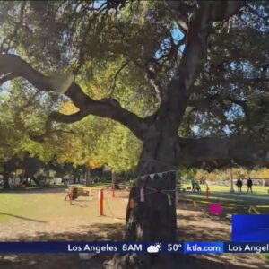 Disease threatens 200-year-old oak tree in Pasadena