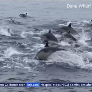 Dolphins stampede off Orange County Coast on Christmas Eve