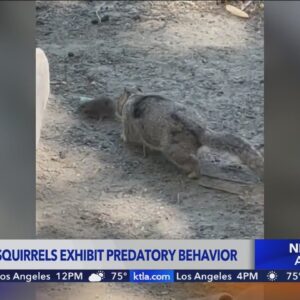 New research uncovers predatory behavior in California ground squirrels