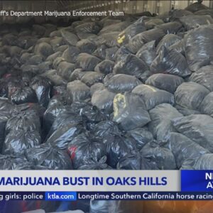 Massive cannabis bust in San Bernardino County