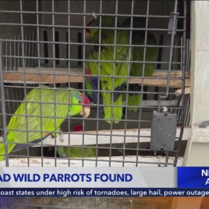 More wild parrots found mutilated and killed in the San Gabriel Valley