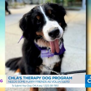 Pups with a Purpose: Children's Hospital L.A. in need of canine volunteers to join dog therapy progr