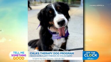 Pups with a Purpose: Children's Hospital L.A. in need of canine volunteers to join dog therapy progr