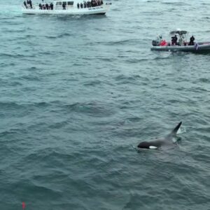 Playful pod of orcas reappear off O.C. coastline