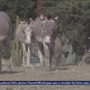 Reche Canyon wild donkeys face uncertain future