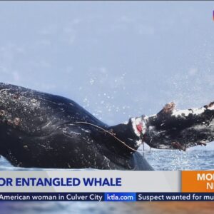 Rescuers search for entangled whale off Orange County coast