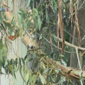 Thousands of monarch butterflies disappear, Only 4 counted in Goleta