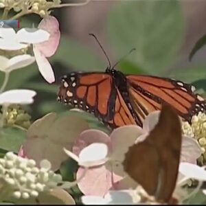 Extremely low numbers of Western Monarch Butterflies reported this year