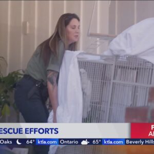 Animal rescue groups saving pets from the wildfire evacuation zones