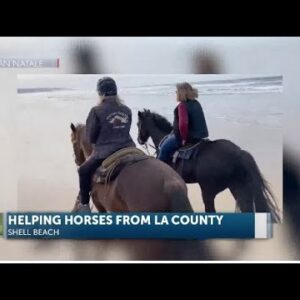 Help for horses displaced by L.A.  fires is coming to SLO