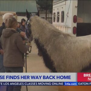 'Slightly singed' horse located after escaping owners while fleeing Eaton Fire