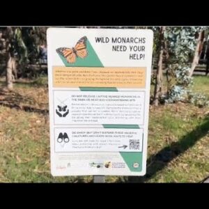 Santa Maria group notices dwindled butterfly population at Pismo Beach Grove