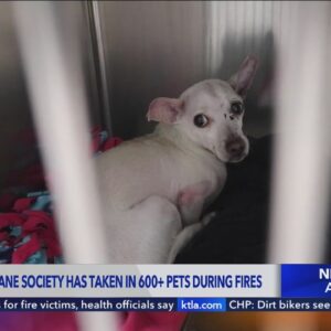 Pasadena Humane Society takes in hundreds of animals during Eaton Fire