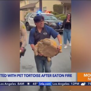 Pet tortoise reunited with family after 'miraculous' fire survival