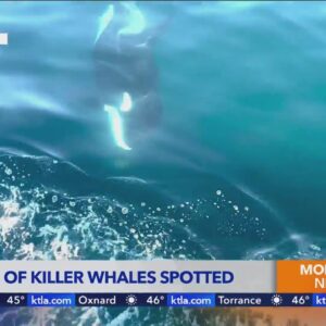 Rare pod of killer whales spotted off O.C. coast