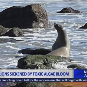 Malibu sea lions sickened by toxic algae bloom