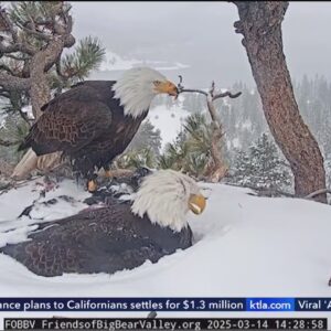 1 of 3 Big Bear bald eagle chicks is missing