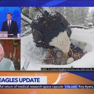 3rd eaglet begins hatching in Big Bear