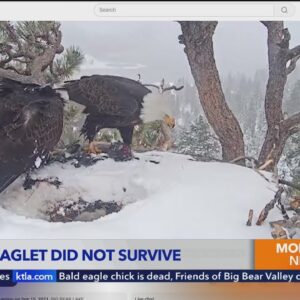 Bald eagle chick is dead, Friends of Big Bear Valley has confirmed