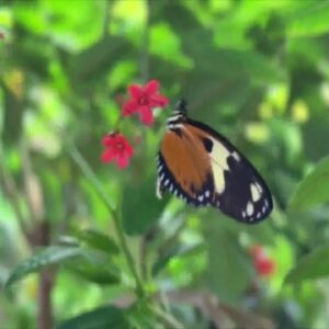 Butterfly Crisis: U.S. and Central Coast Populations Plummet