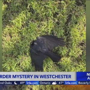 Crow murder mystery in Westchester