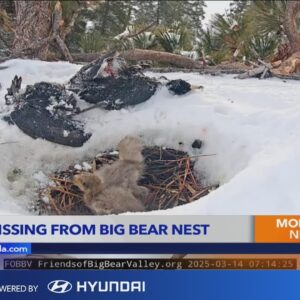 Friends of Big Bear Valley exec.: 'We don't know anything' about potentially missing eaglet