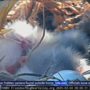 Hatched! Big Bear bald eagle couple welcomes 2 new eaglets