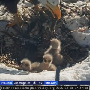 It's a ‘confirmed hatch’: Big Bear bald eagles welcome 3rd chick 