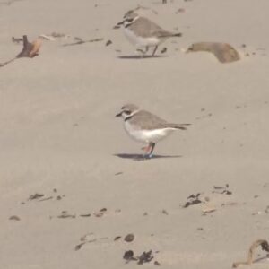 Annual restrictions to protect snowy plovers now in effect at Surf Beach