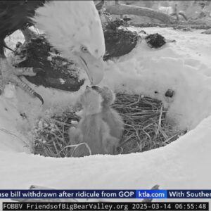 Only 2 eaglets appear to be in the Big Bear nest