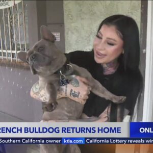 Stolen French Bulldog reunited with owner