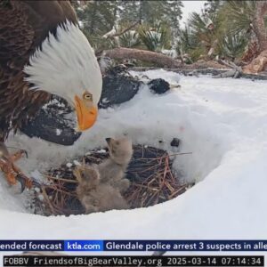 Third bald eagle chick still missing in Big Bear