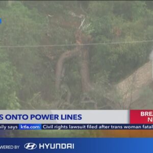 Power lines spark and smoke after large tree falls down in Beverly Crest